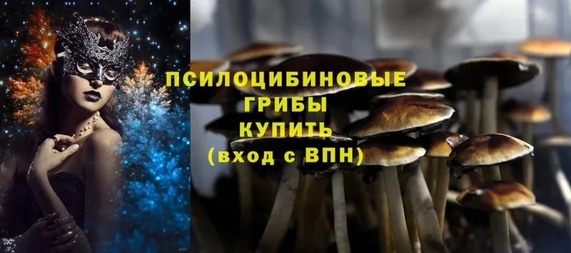 Псилоцибиновые грибы Psilocybe  OMG сайт  Осташков 